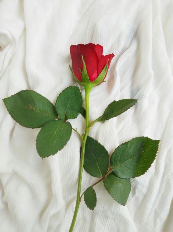 the rose is sitting on top of the linen