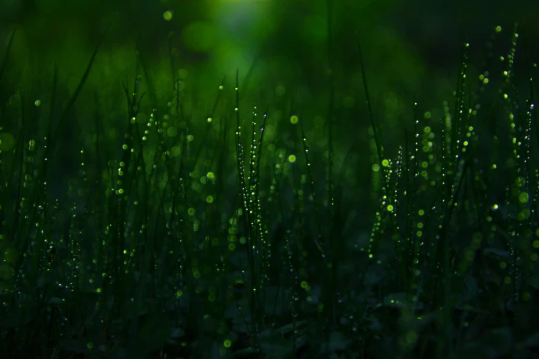the wet grass is shining with little drops of water
