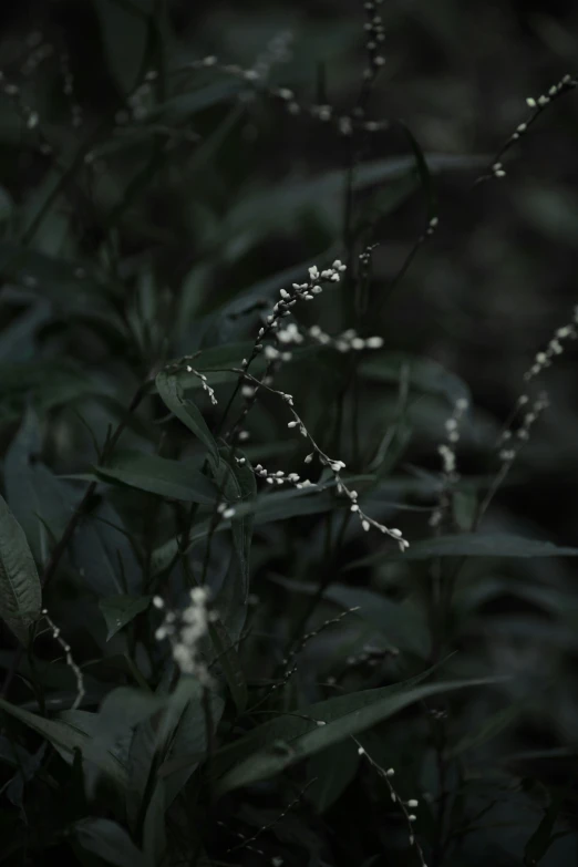 black and white pograph of a plant with droplets of water on it