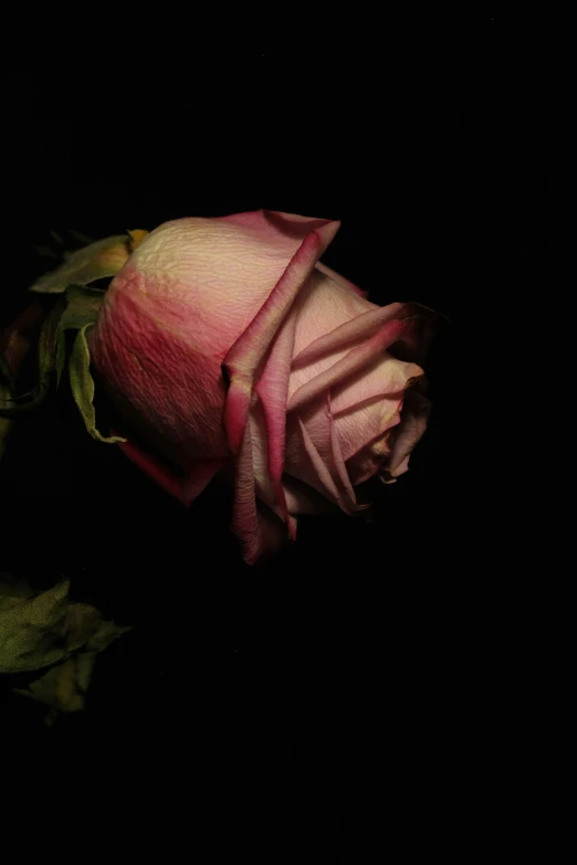 a single rose with one flower bud exposed