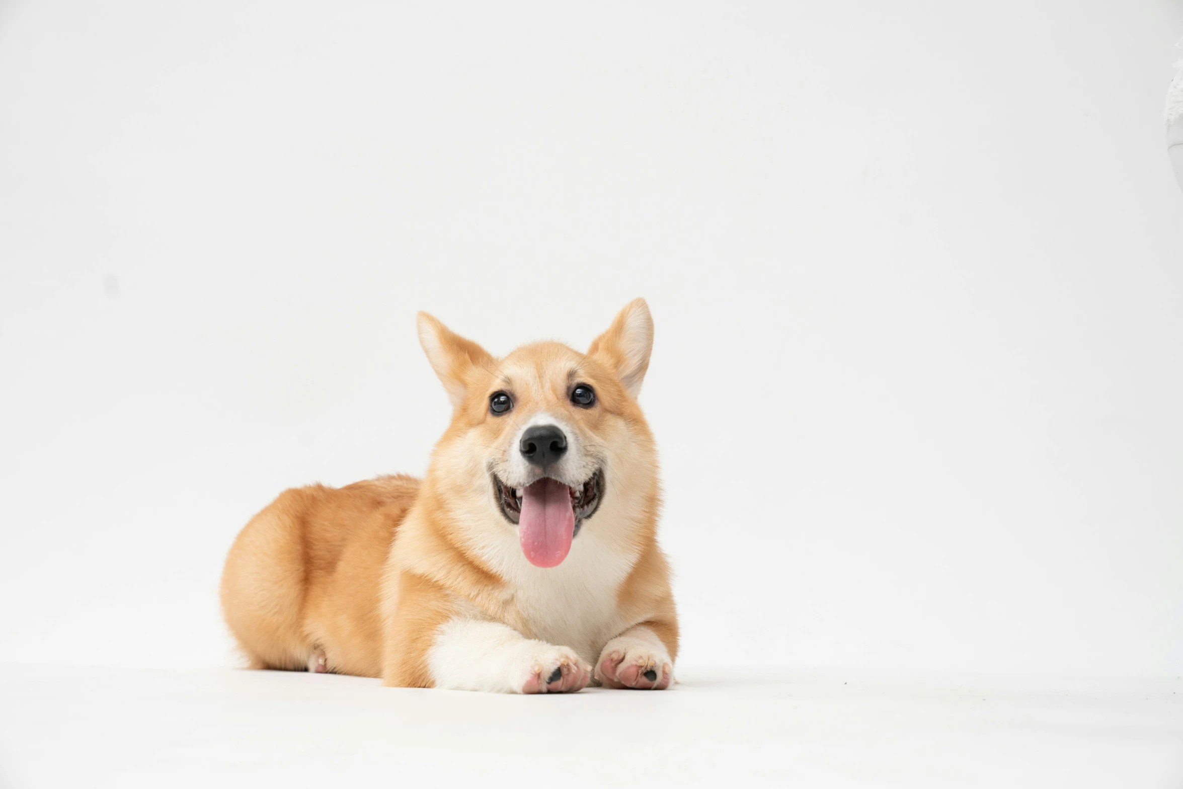 a dog is sitting and panting while it's tongue is out