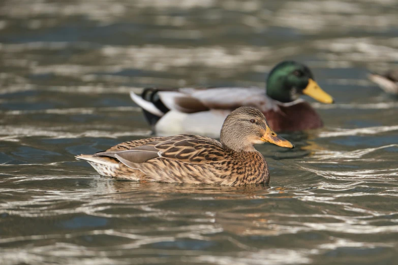 ducks swimming in a body of water