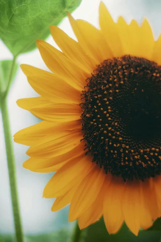 a single sunflower that is outside, on the grass