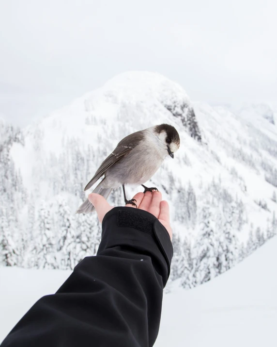 a person is holding a bird in the snow