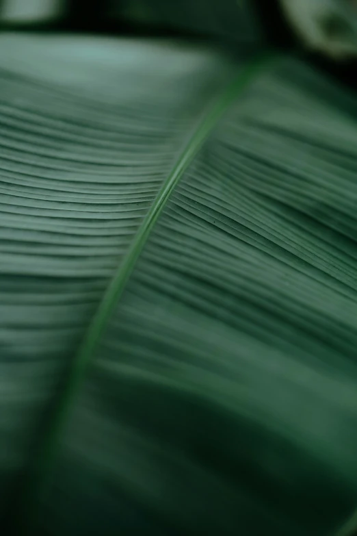 closeup of leaves that appear to be from tropical rain