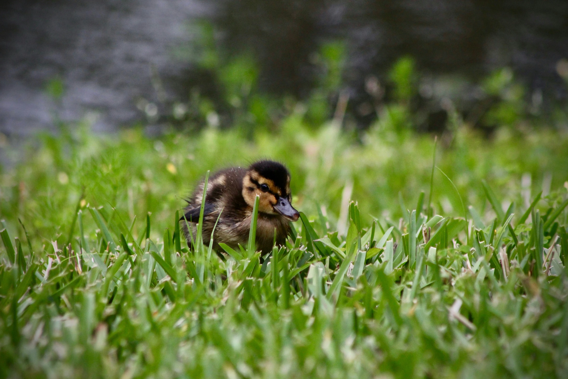 a little duck in some grass staring straight ahead