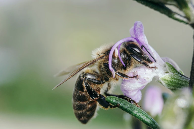 a bee is resting on some flower