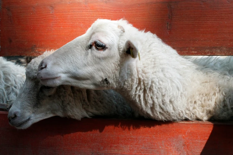 two white sheep in a wooden barn