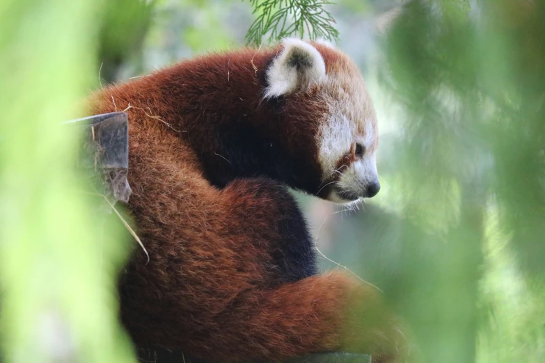 a red panda sitting on top of a tree nch