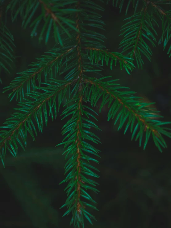 a green fern leaf is seen against a dark background