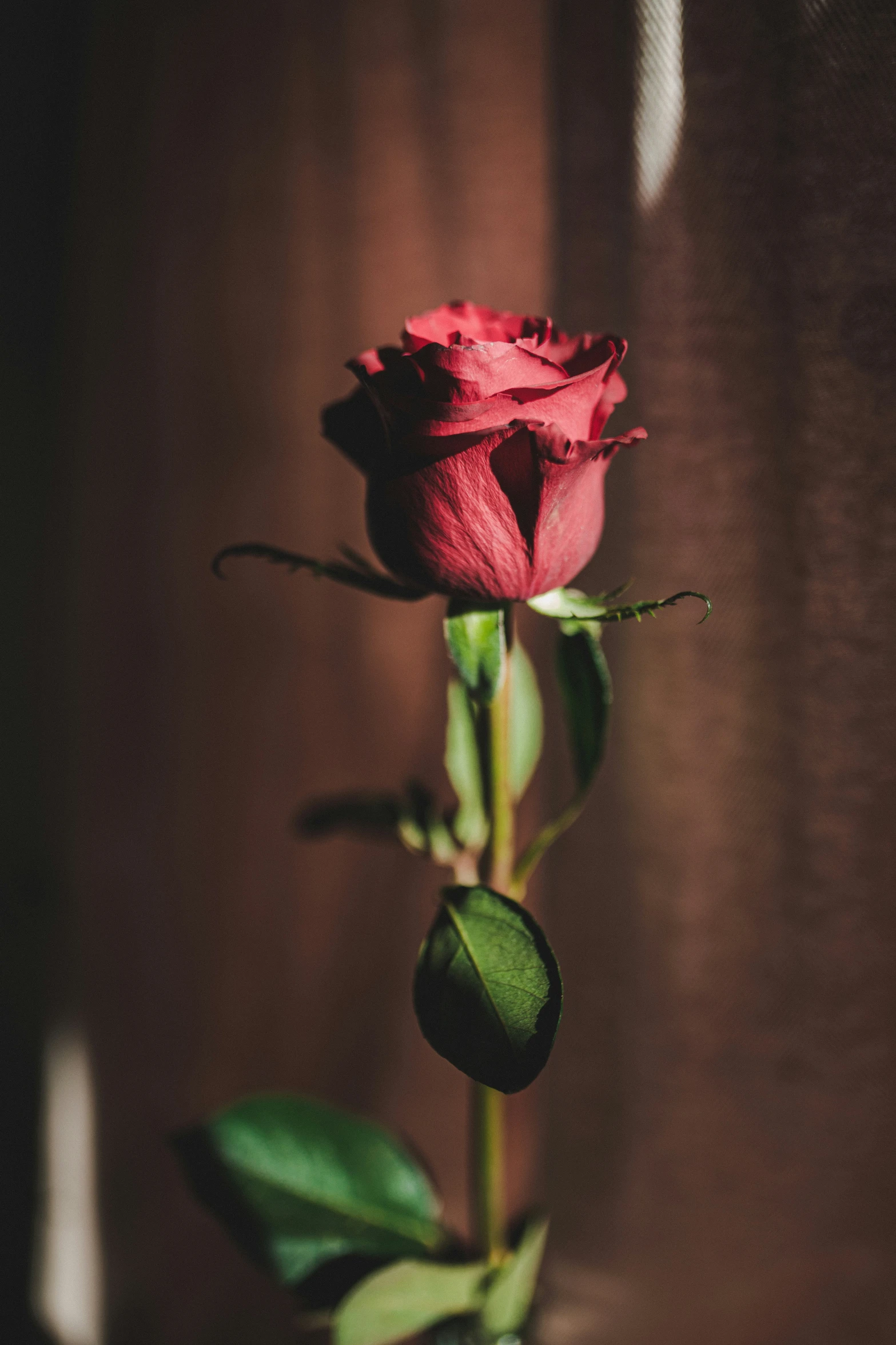 a single pink rose is in a small vase