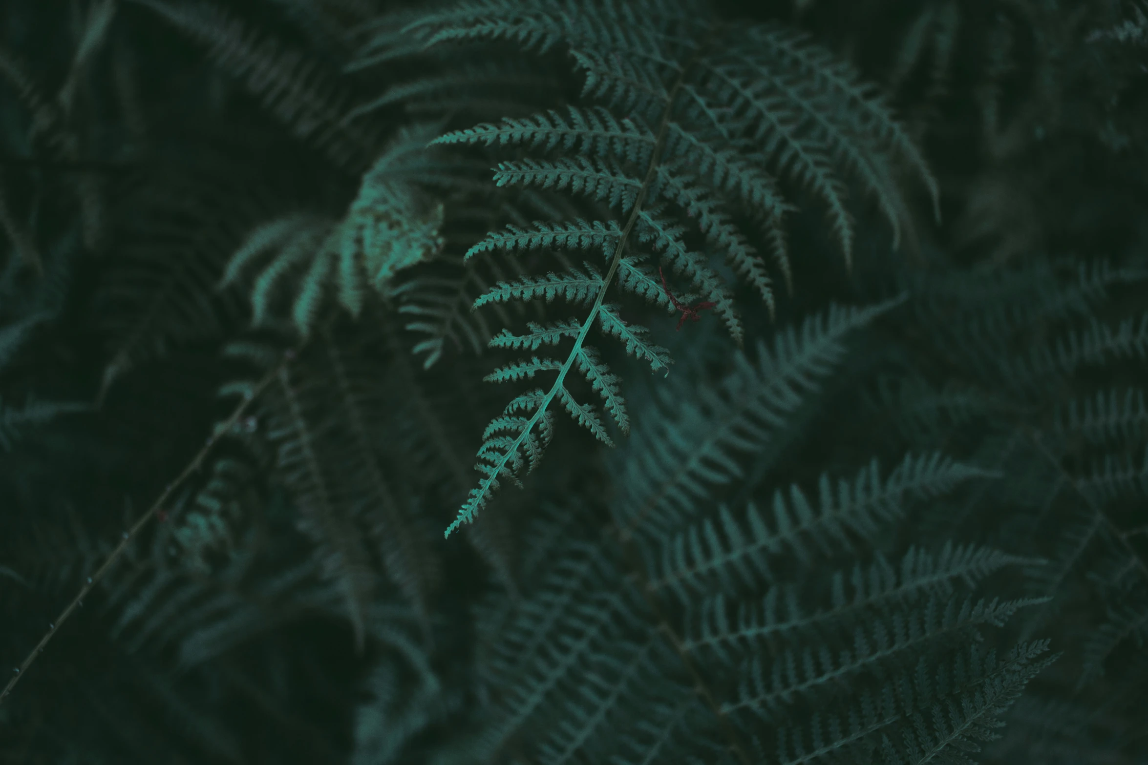 close up view of leaves with a dark background