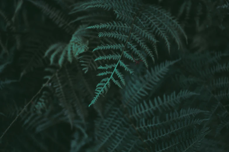 close up view of leaves with a dark background