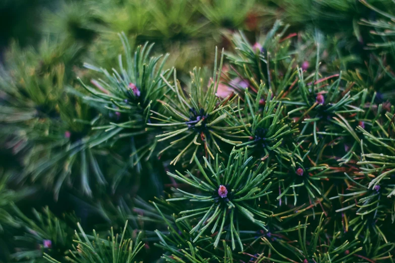 a close up picture of green plants in the wild