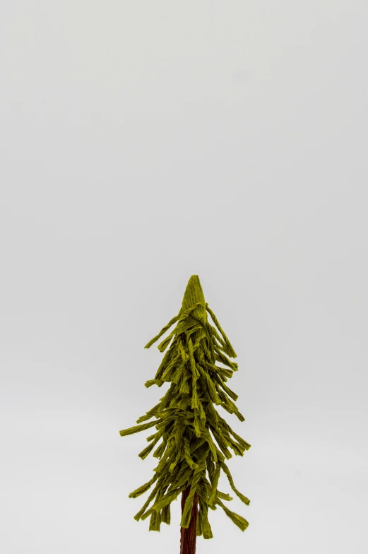 a tall pine tree on an isolated concrete background