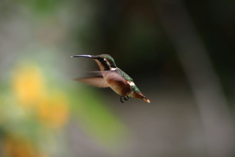 the bird is flying to get nectar from the flower