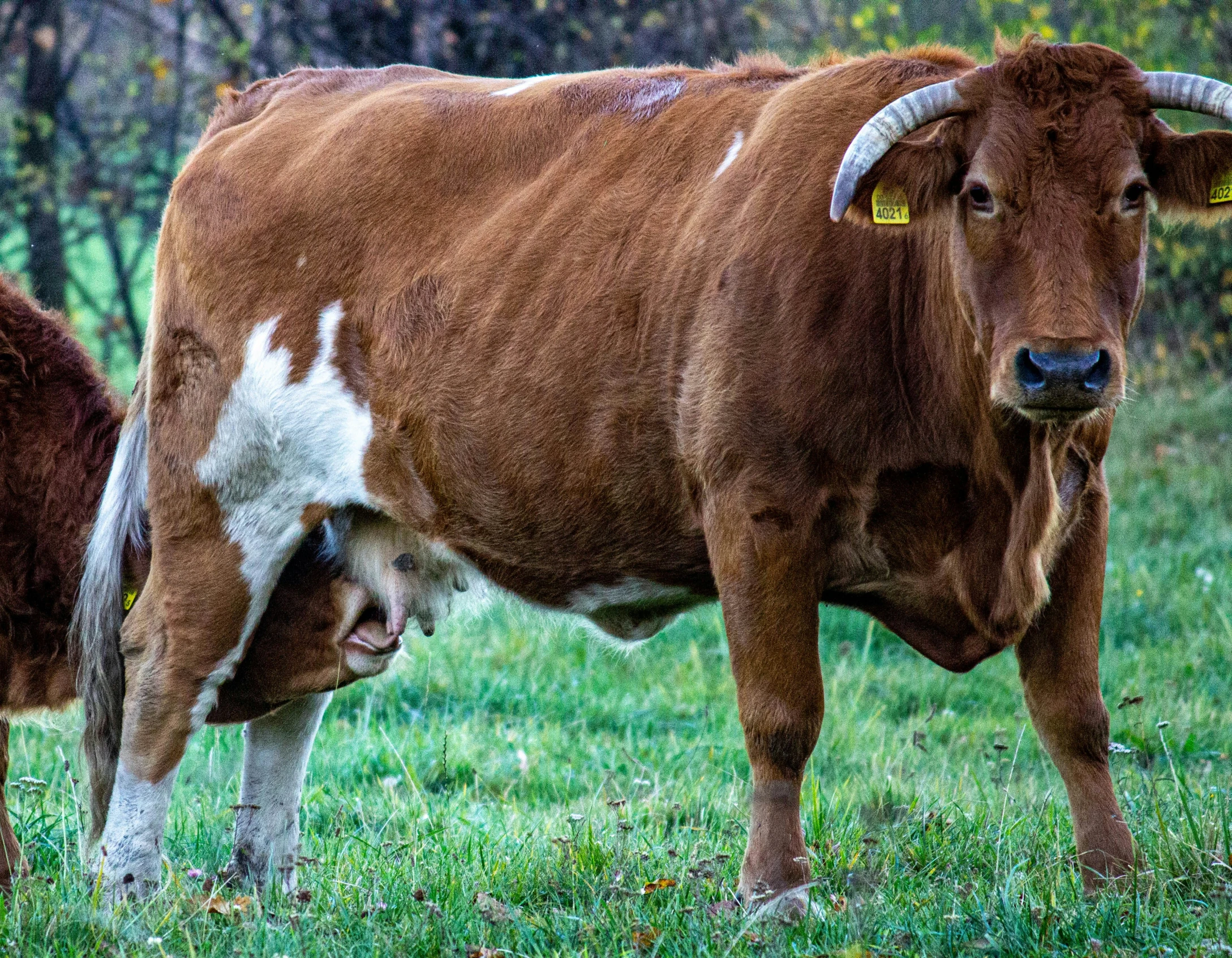 two brown cows standing in a field with green grass