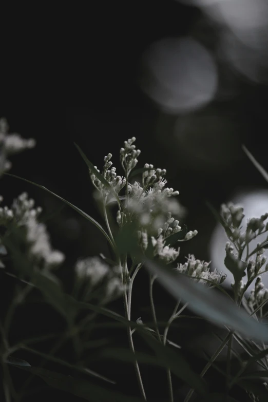 a bunch of wild flowers in the dark