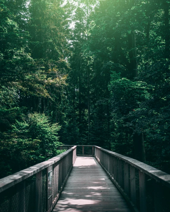 a pedestrian bridge crosses over a forest path