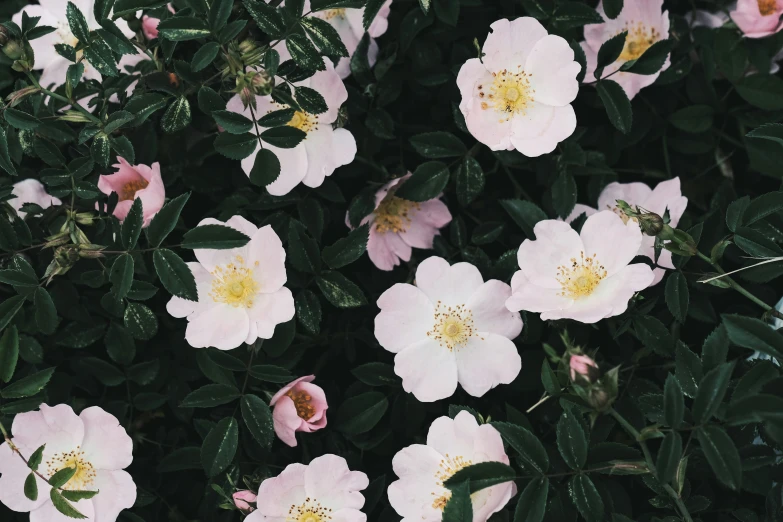 many pink flowers and green leaves growing out of the ground