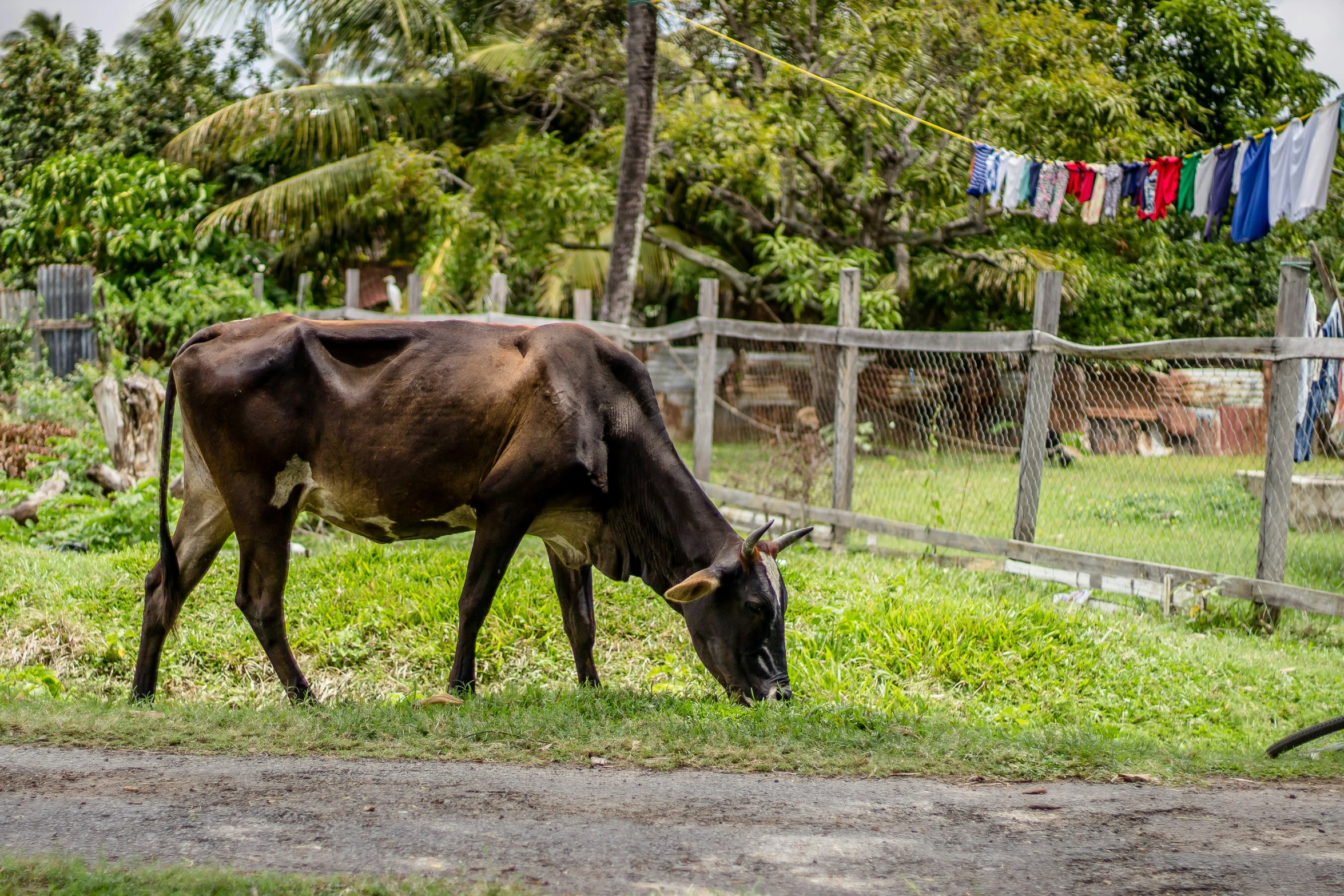 a brown cow grazing in a fenced - in area