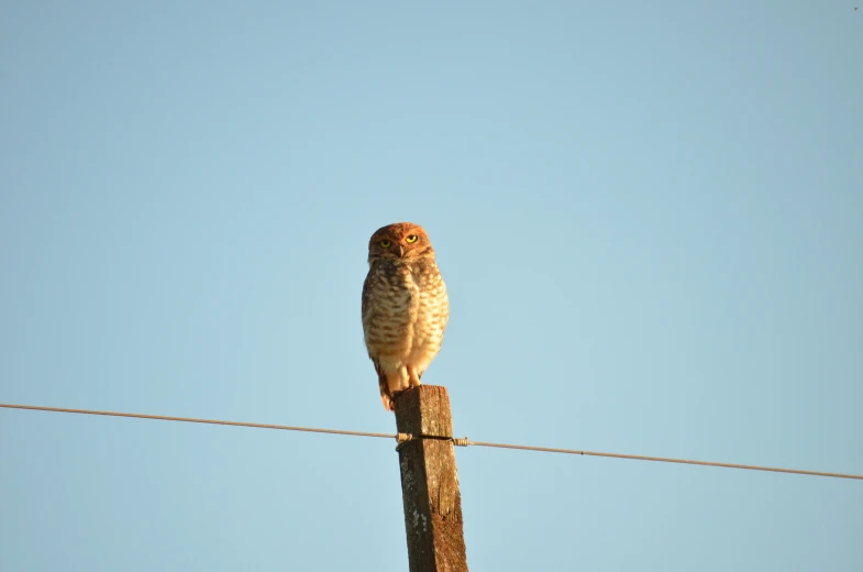 owl sitting on top of a wooden post