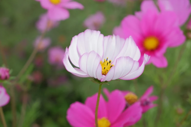 pink and white flowers in a garden