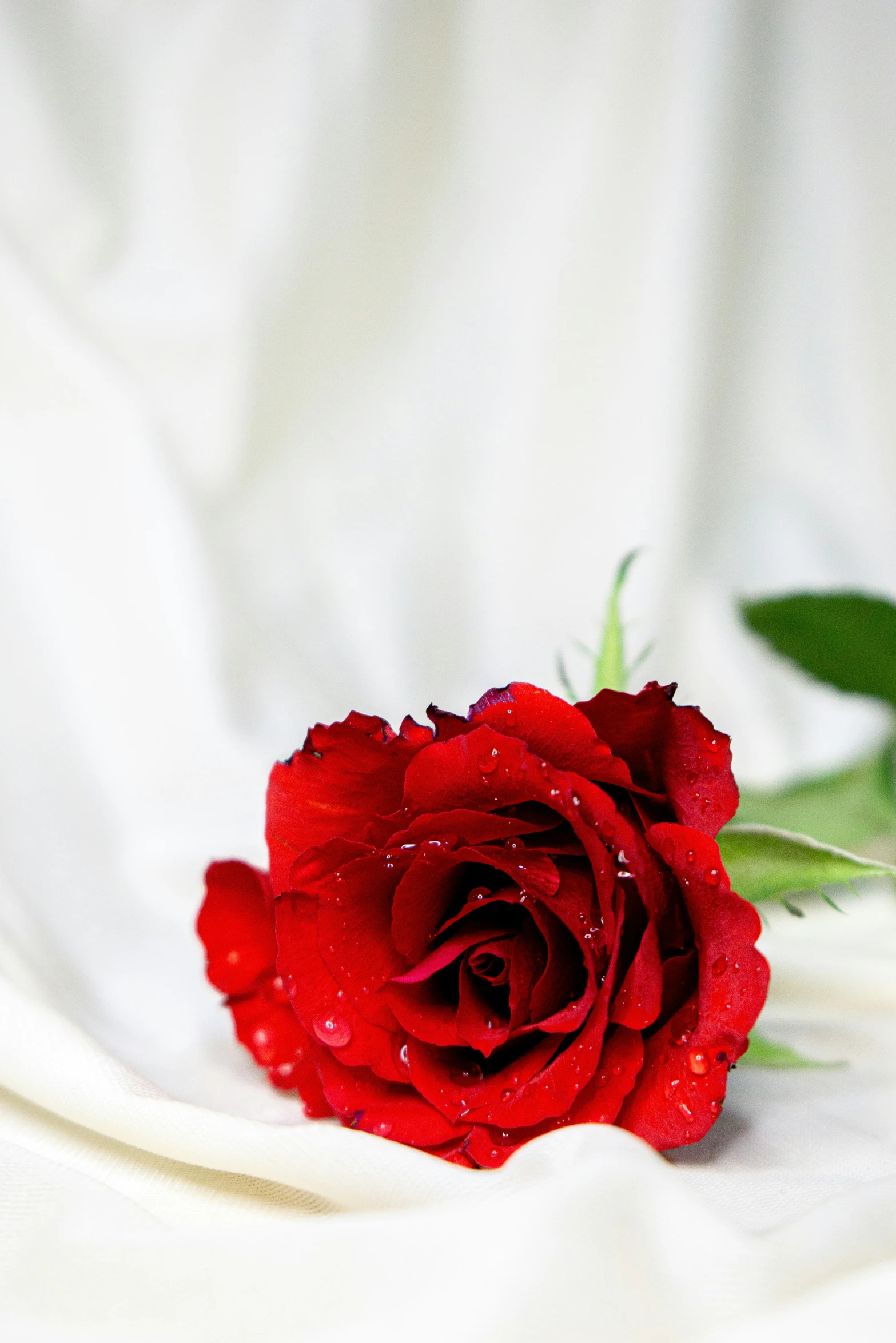 the rose is covered in dewy water and sits on the cloth