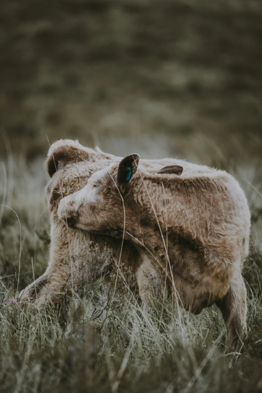 a cow that is laying down in the grass