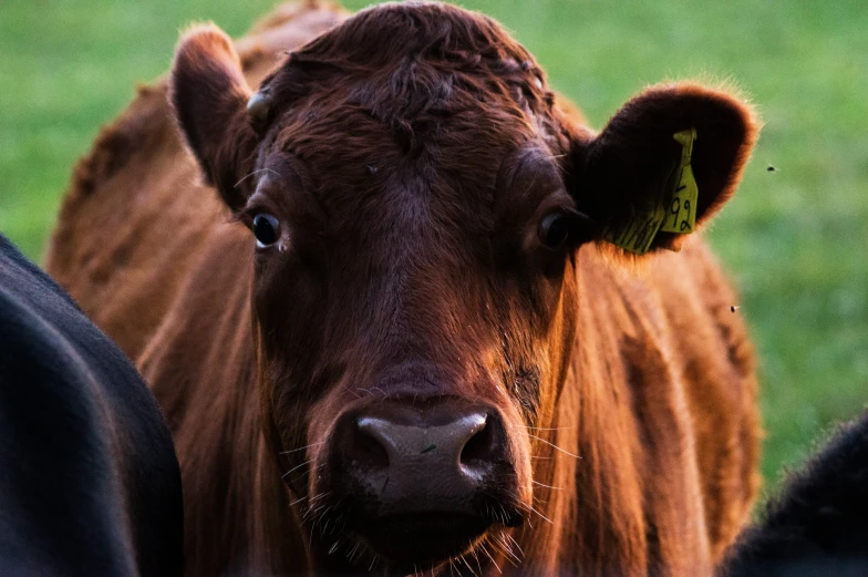 brown cow looking through a gated in area