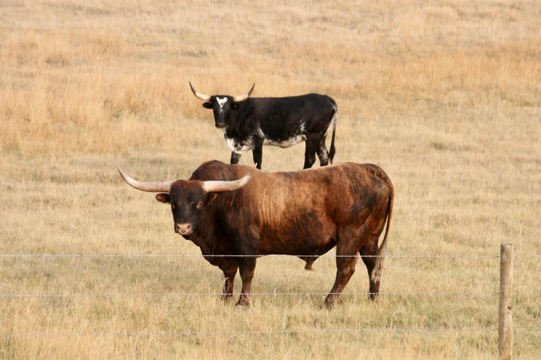 two cows stand behind a fence in the middle of the prairie