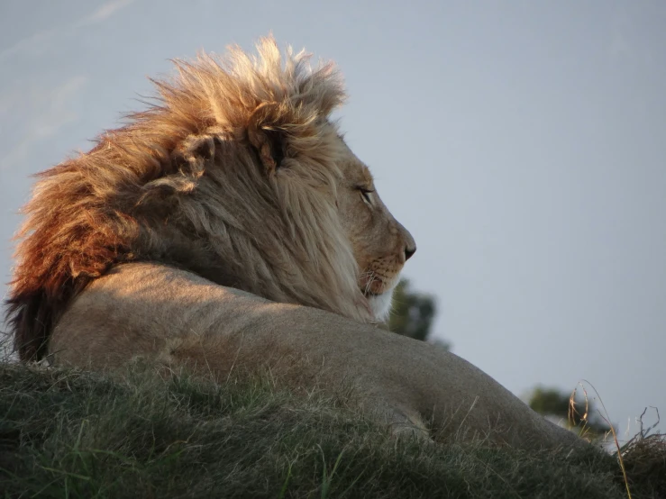 a lion looks on as it lays down