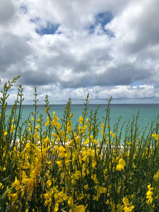 many yellow flowers by the beach on an overcast day