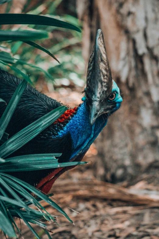 the colorful bird with the feathers is standing near leaves