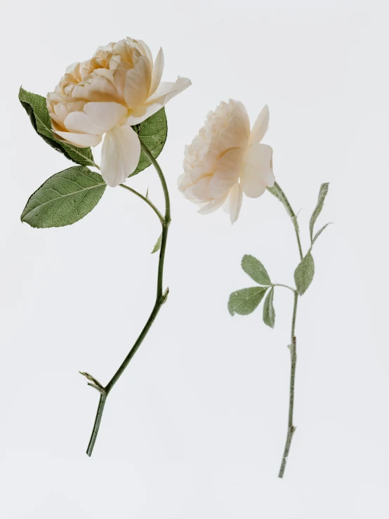 a single flower on the stem with leaves and stems in front of white background