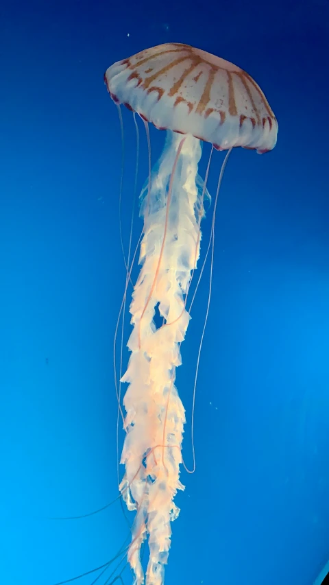 an upside down view of a jellyfish