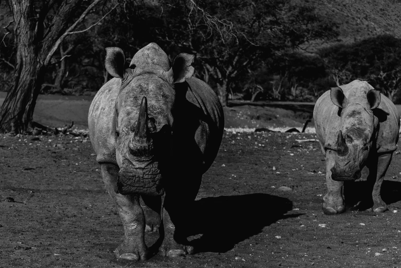 a large rhino and small rhino with one standing beside each other