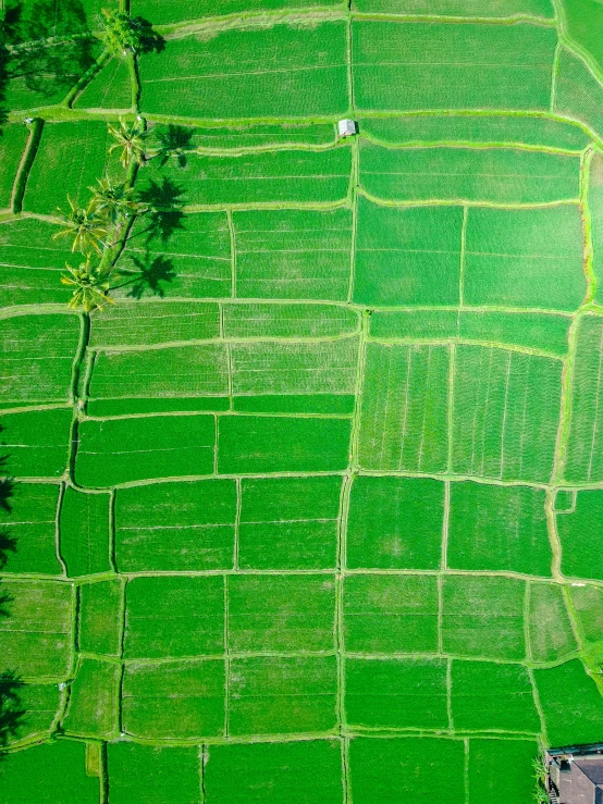 a rice field with many rows of grass