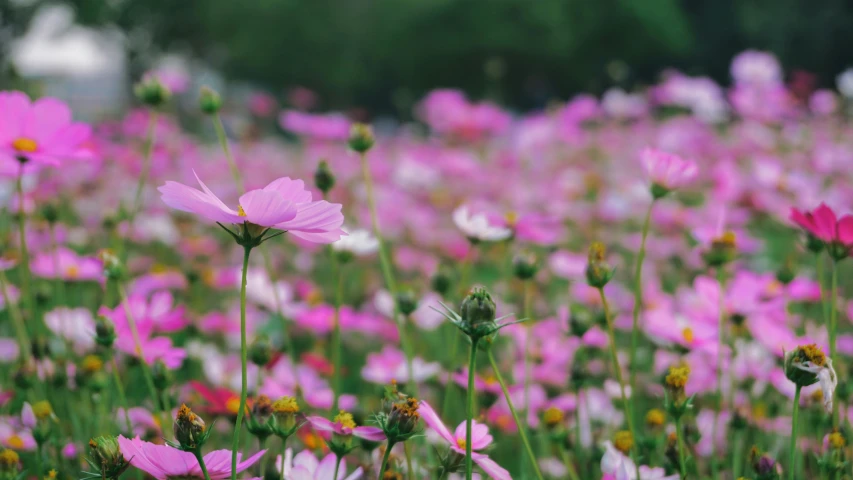 the pink flowers are in bloom all by themselves