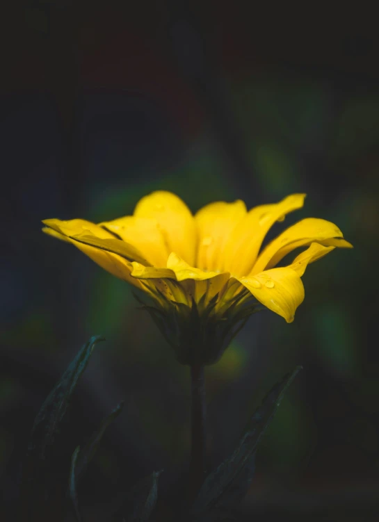 this flower is growing from the ground