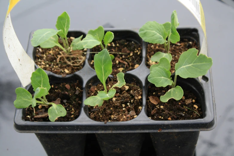 small plants growing in seed pots with sprouts