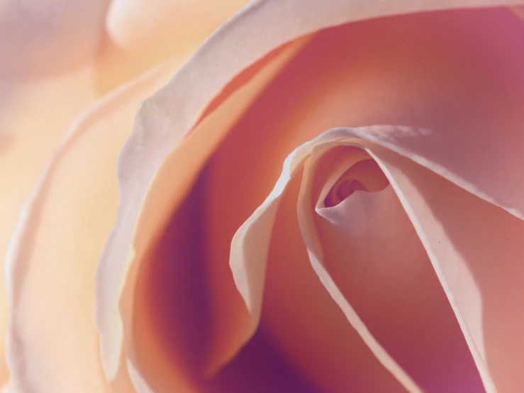 closeup s of an orange rose with white stamen