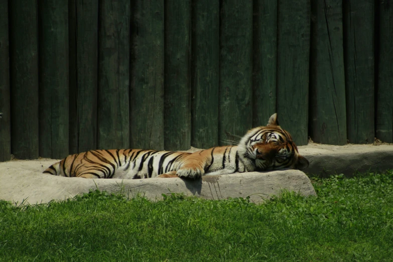 a tiger laying down in the grass next to a fence