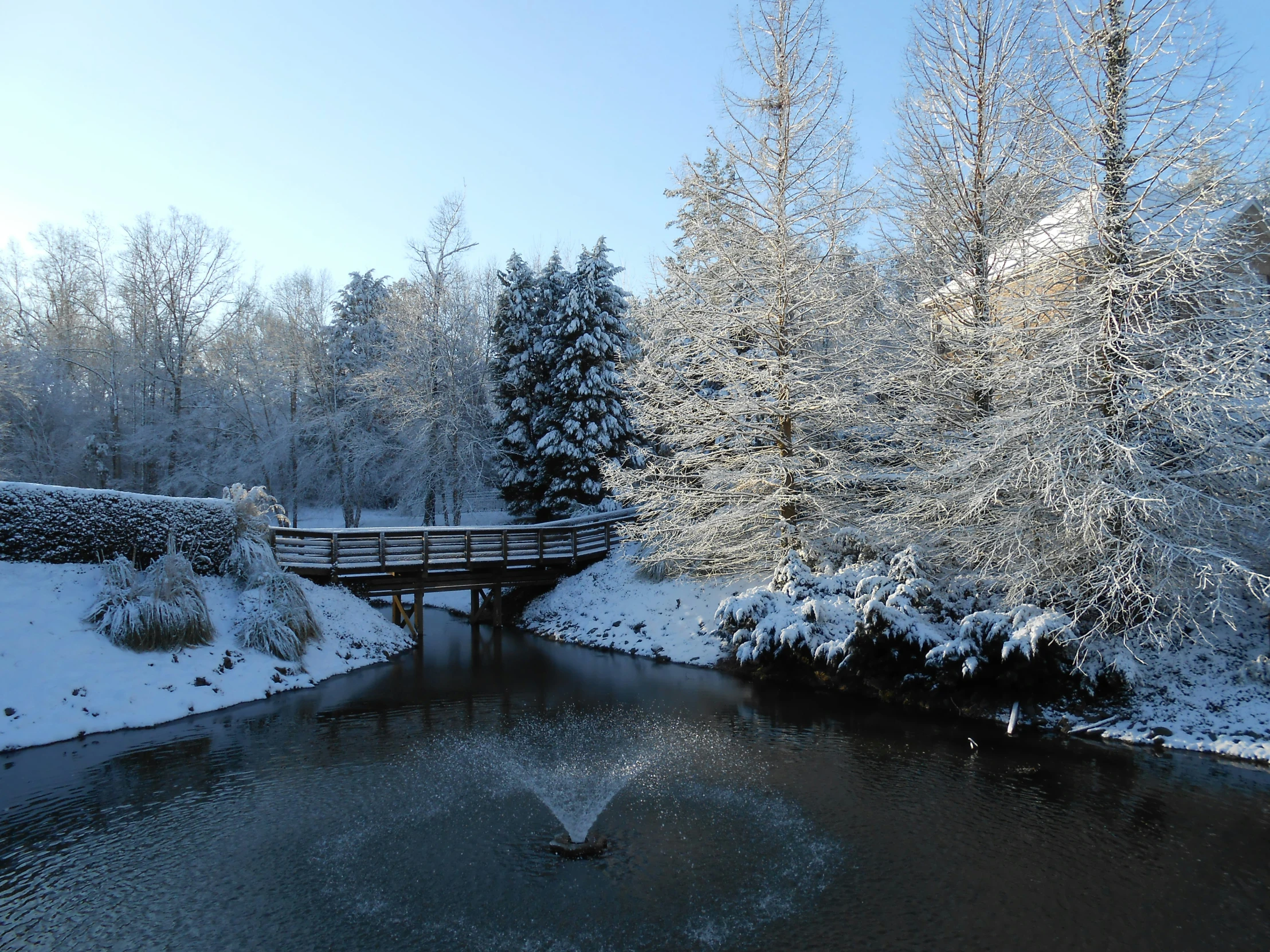 snow covered trees and a bridge in a forest