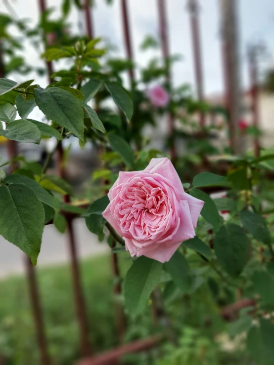 pink roses in bloom next to a fence