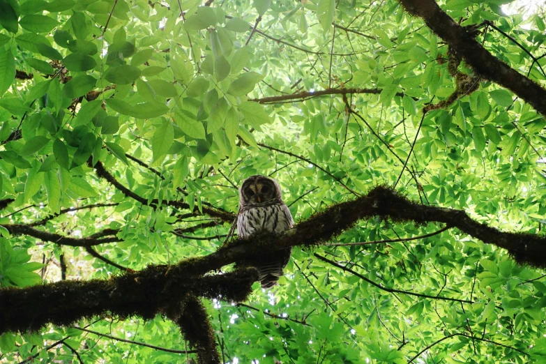 a little owl sitting on the nches of a tree