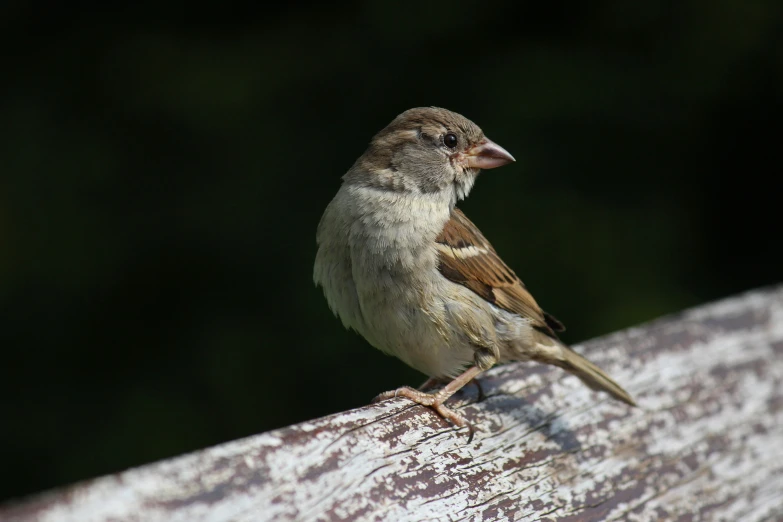 a small bird sitting on the side of a tree