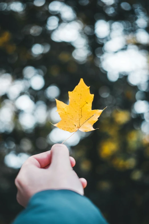 a yellow leaf being held in the air