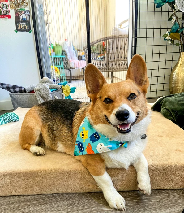 a dog wearing a bib on the back of a sofa