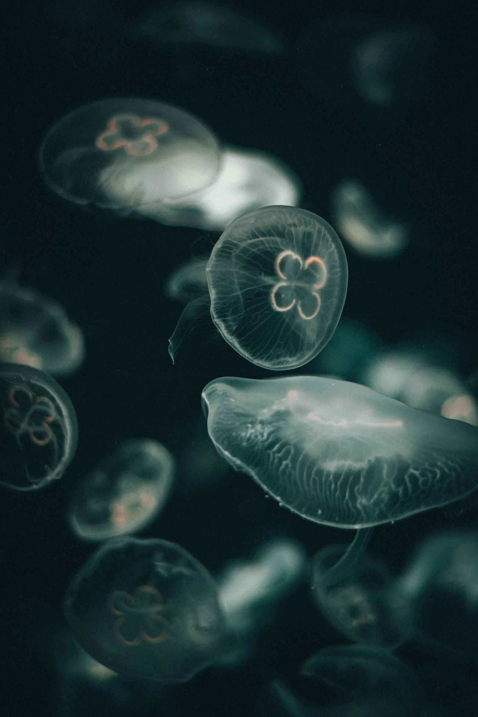 a close up of some jellyfish floating in water